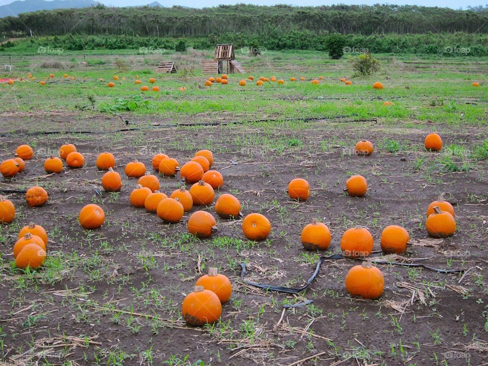 Autumn prepare pumpkin for us