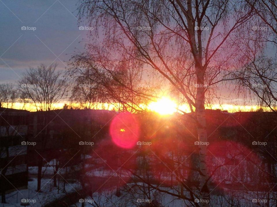 Dawn, Tree, Landscape, Evening, Season