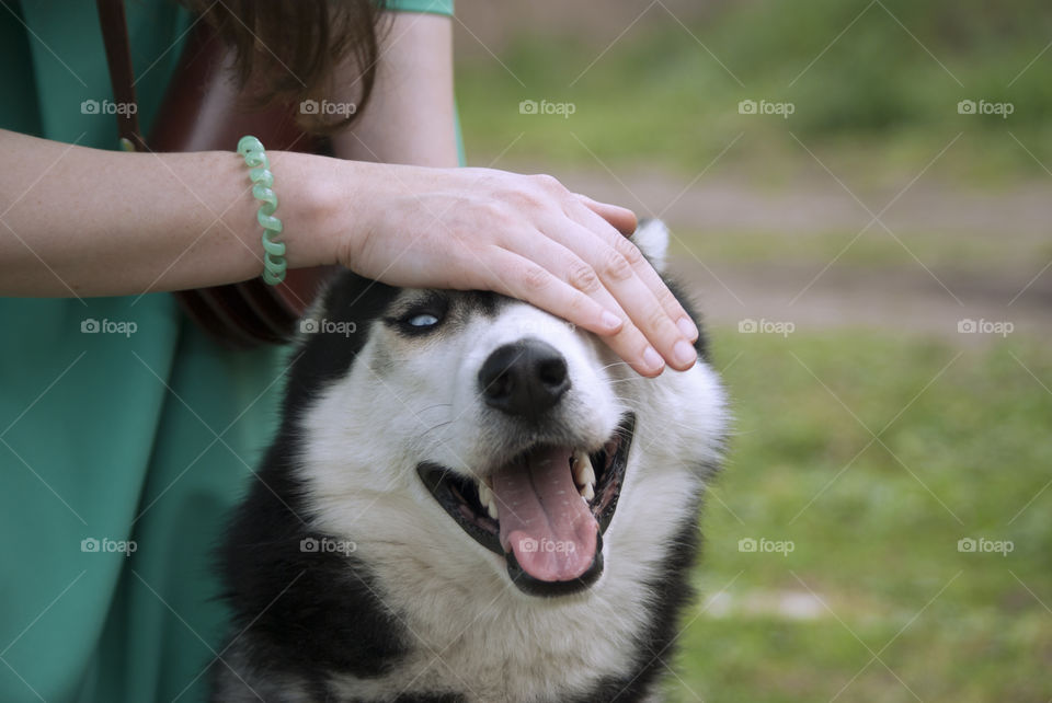 Husky dog