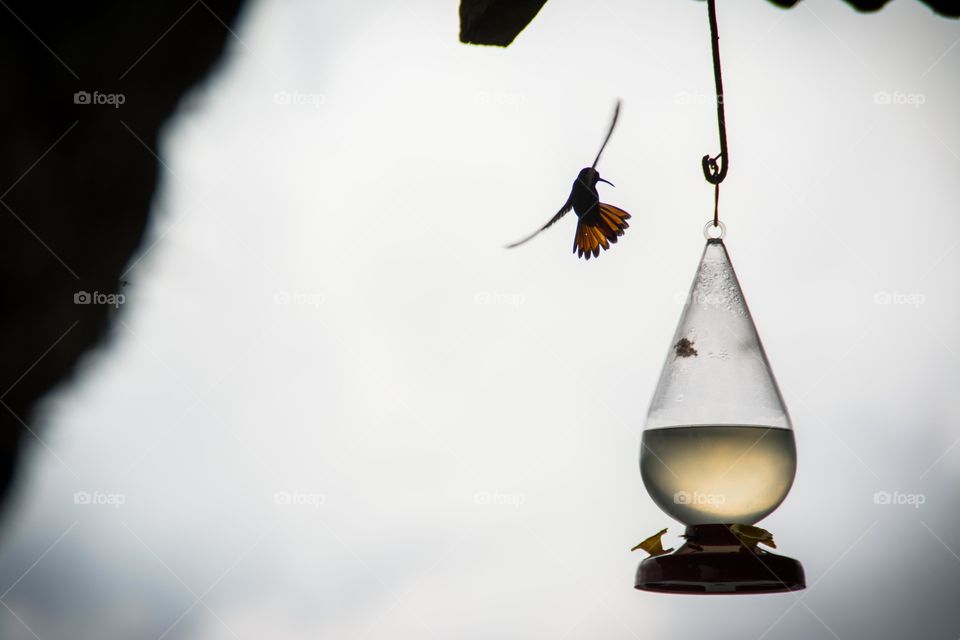 Hummingbird. faster than you