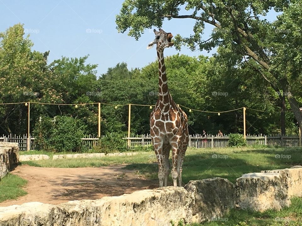 Giraffe having a snack
