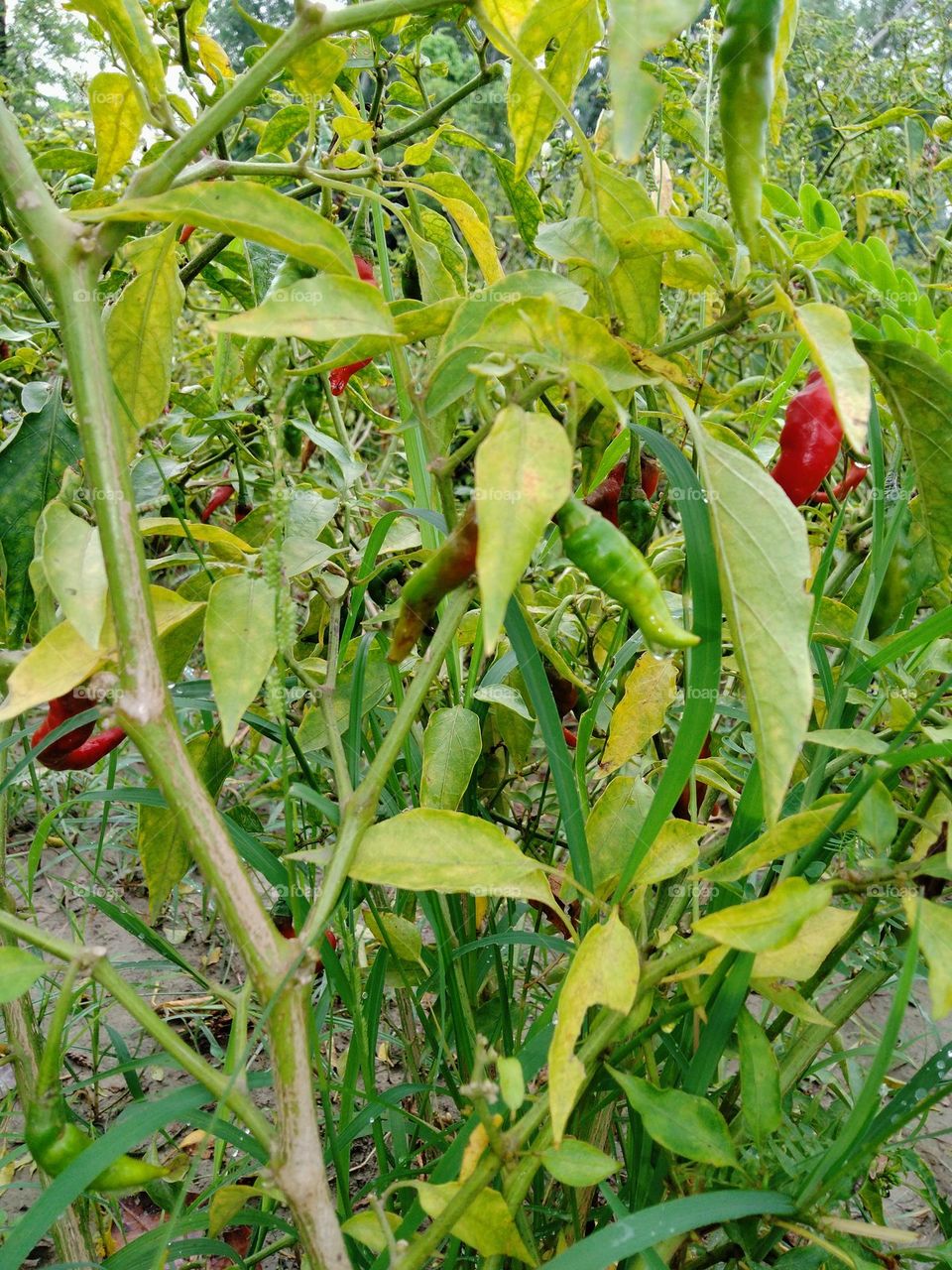 I am student please support me.