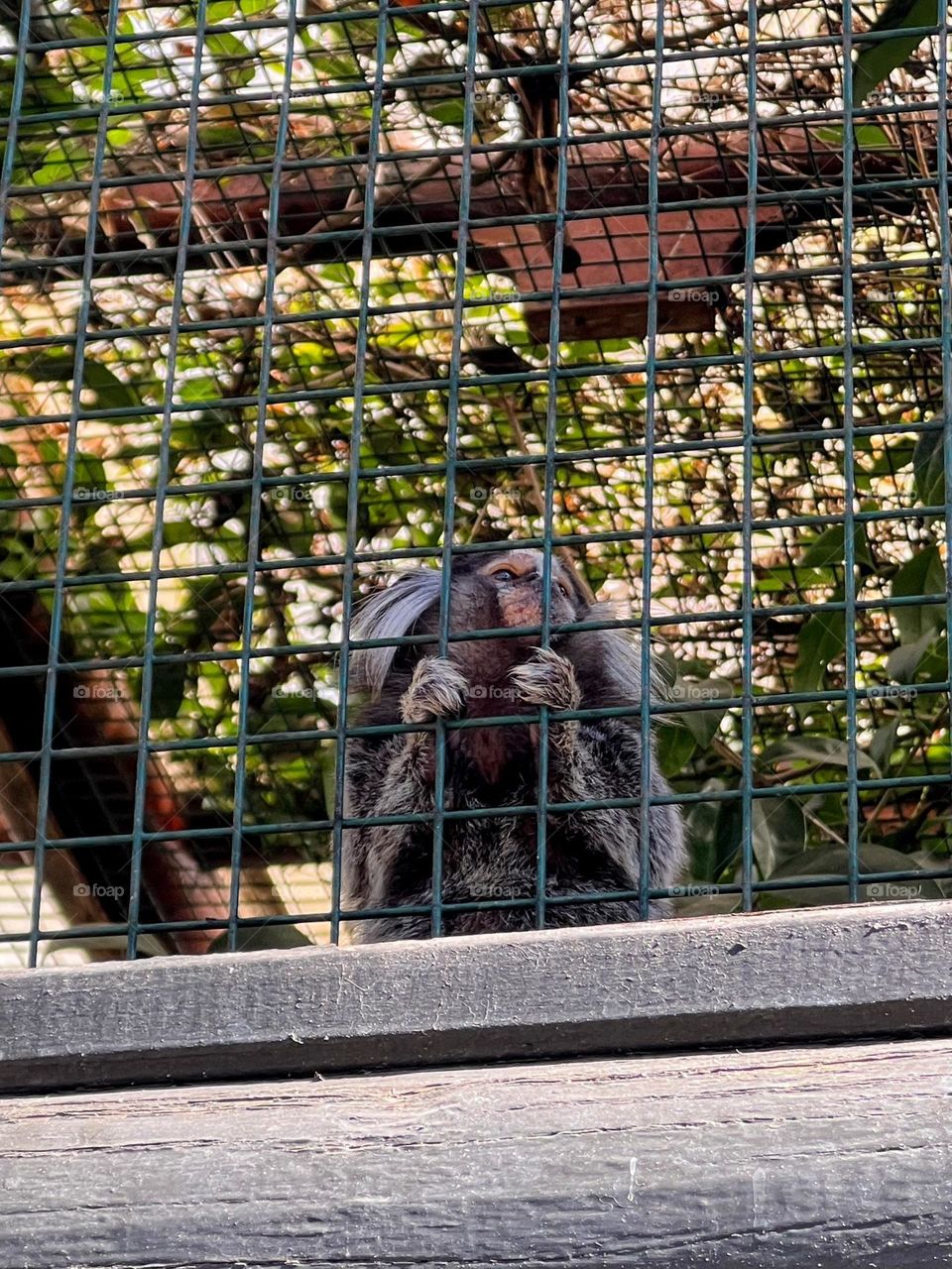 Monkey in the zoo