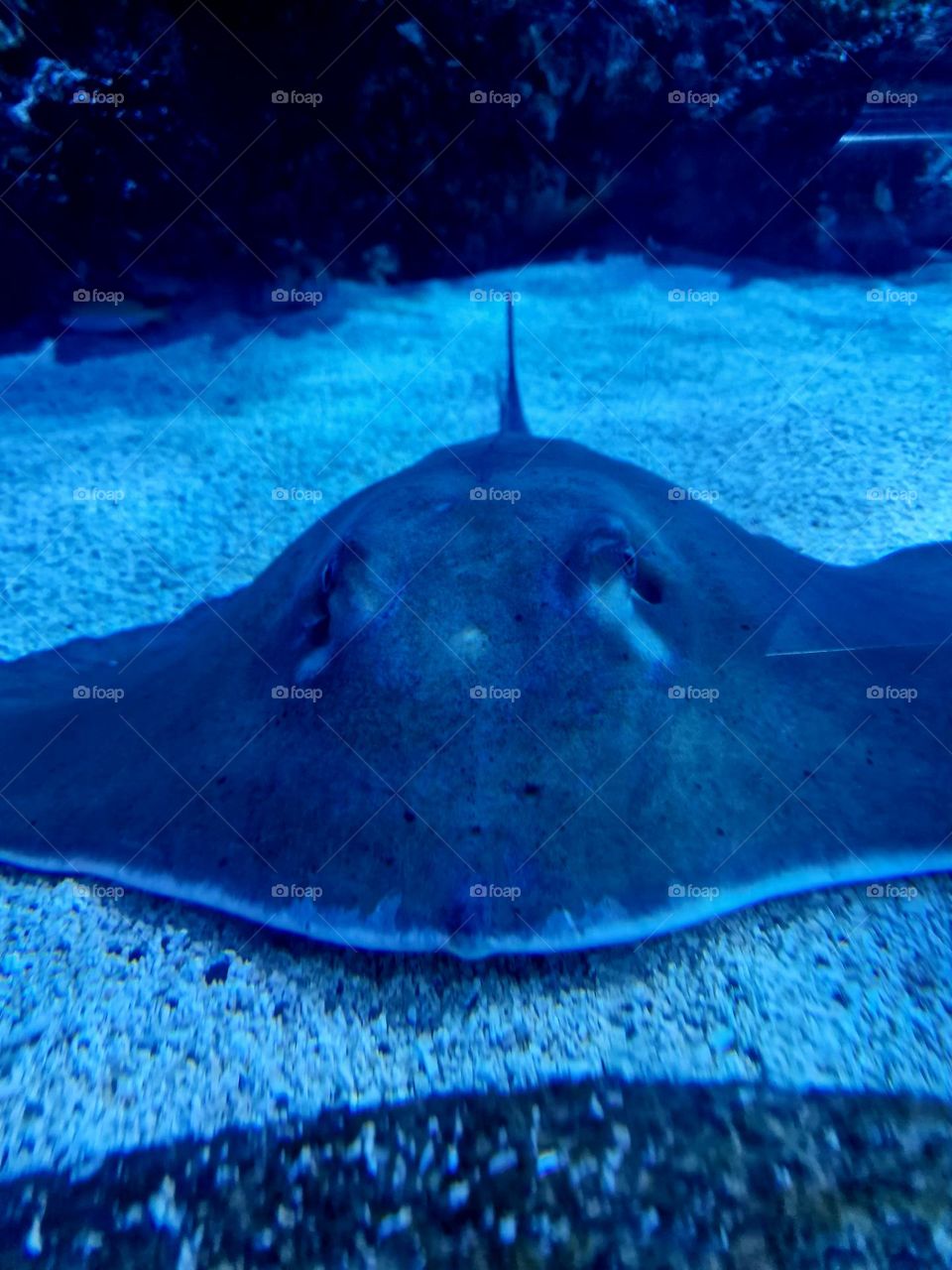 Stingray