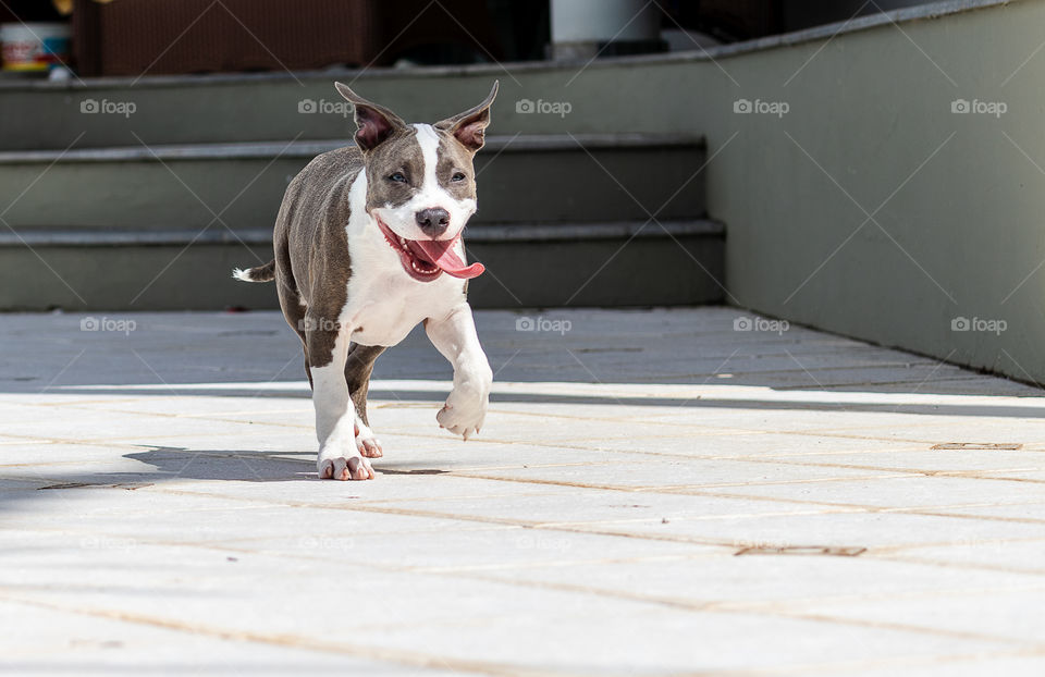 Puppy running with tongue out