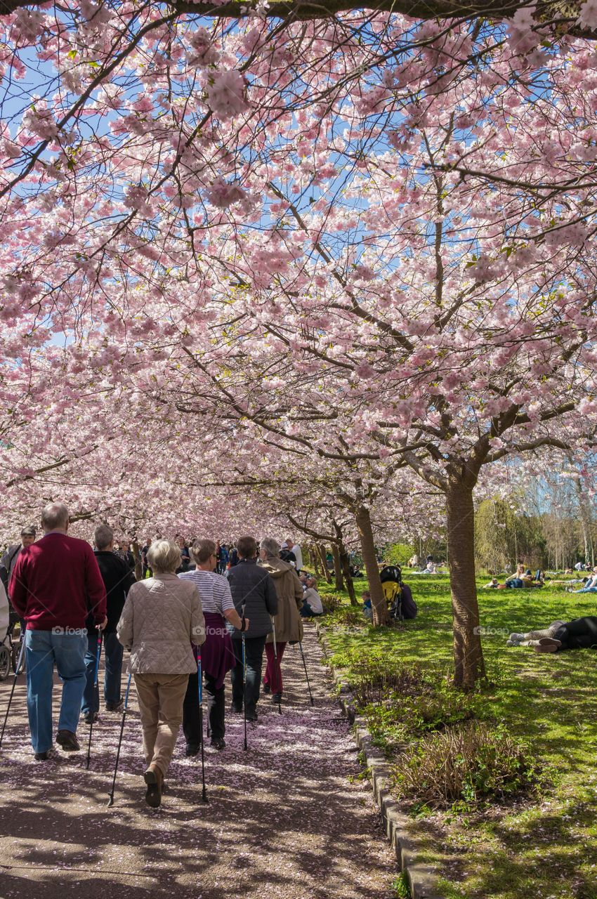 Pink park