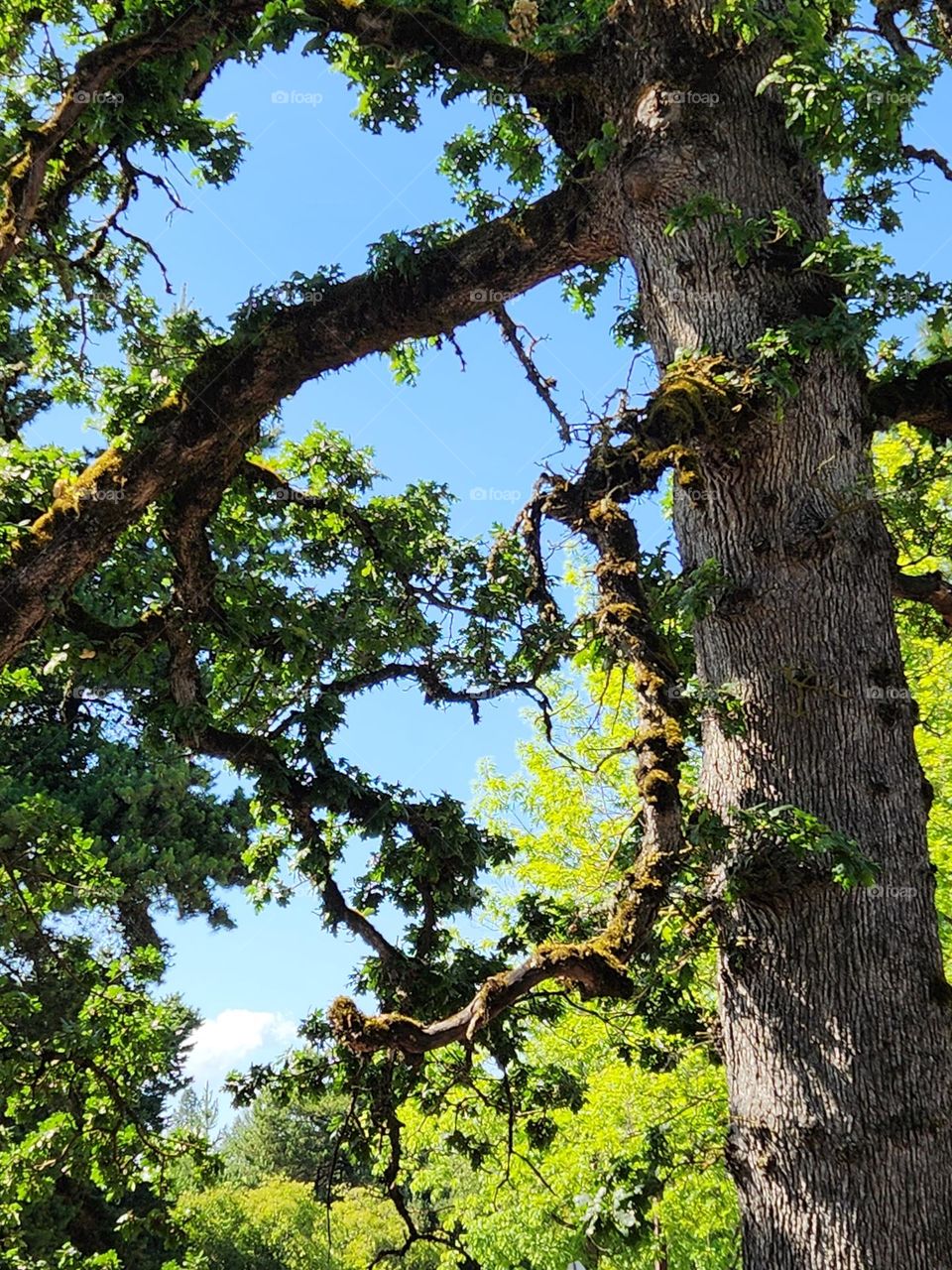 close up of tree trunk with twisted branches against blue sky