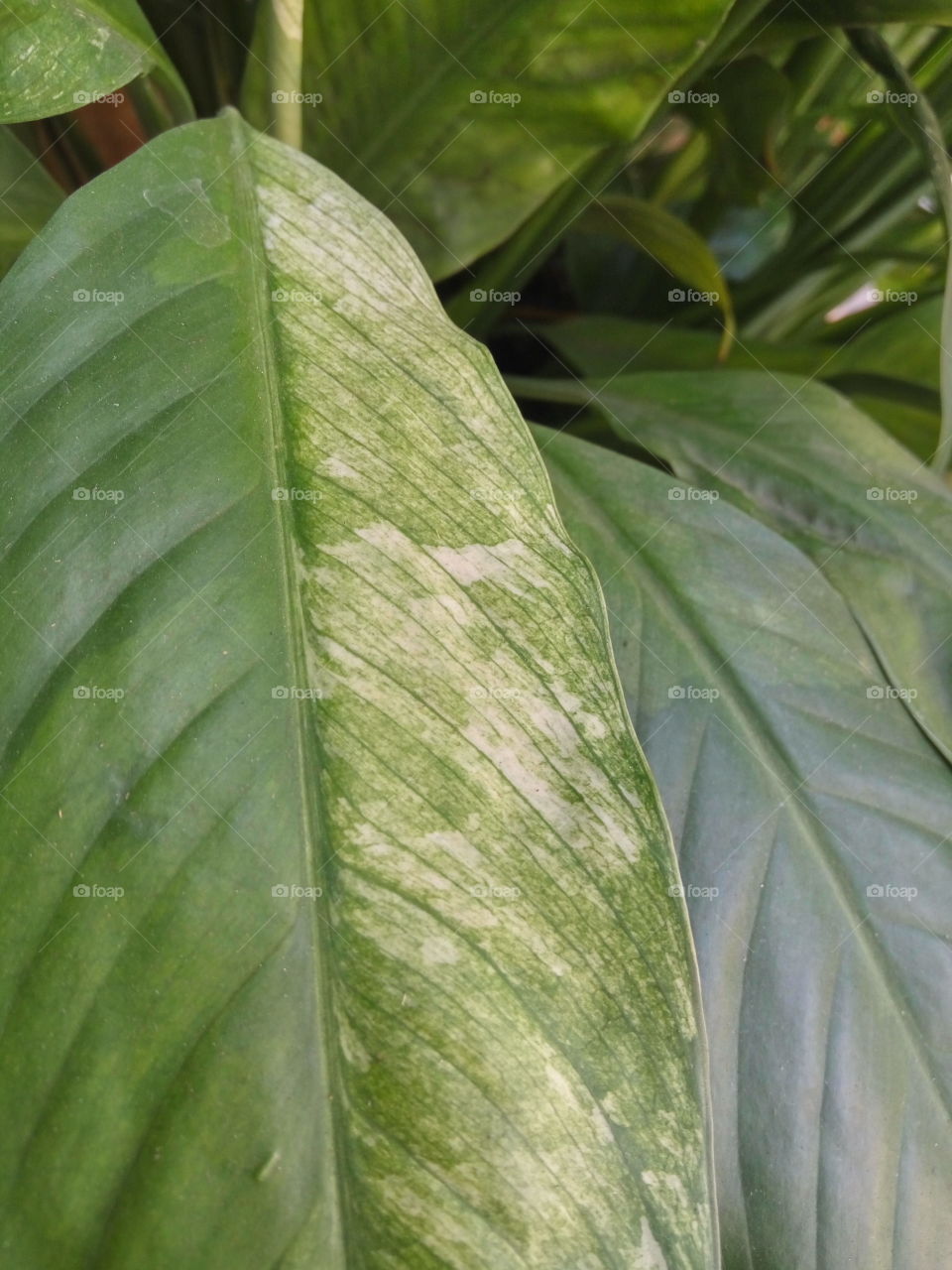 focused on 2 texture of a leaf.