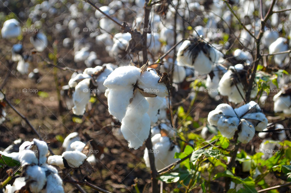 Cotton growing in a field