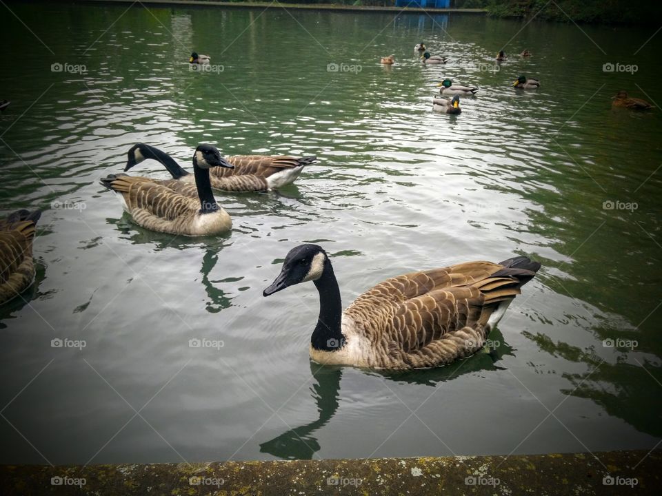 geese