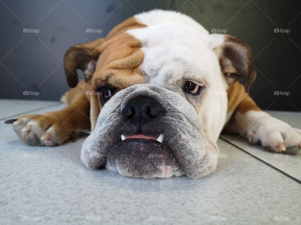 hungry and sad dog waiting for his food