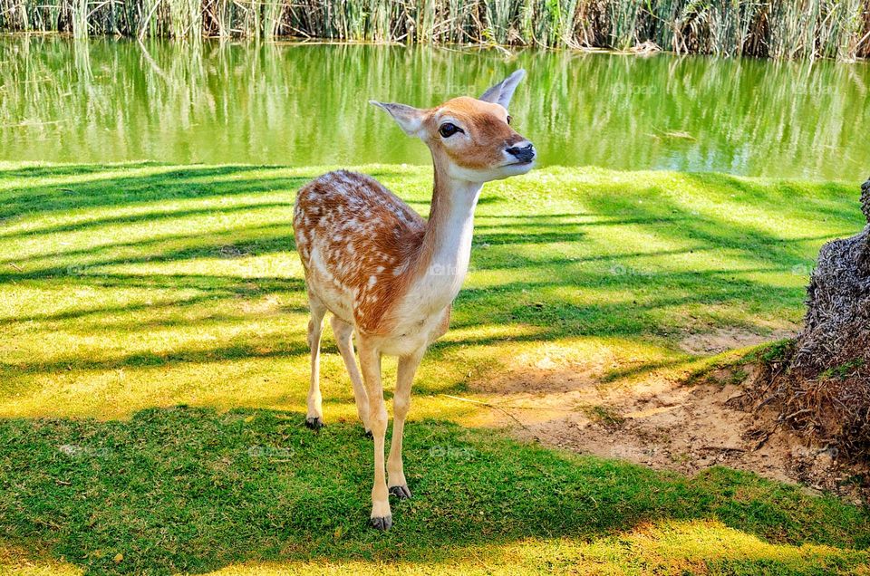 Curious Doe Deer