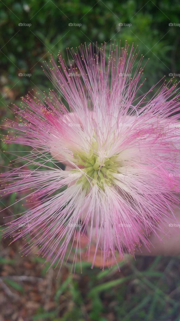 Mimosa fluffy flower