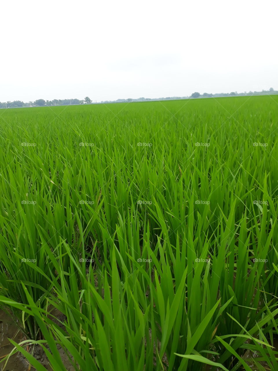 beautiful picture in India