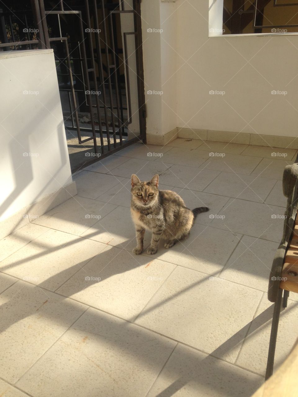 Cat at the street 