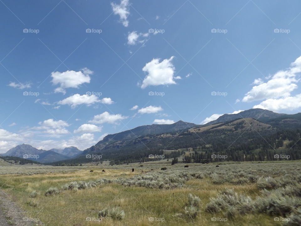 Yellowstone Landscape. Yellowstone national park