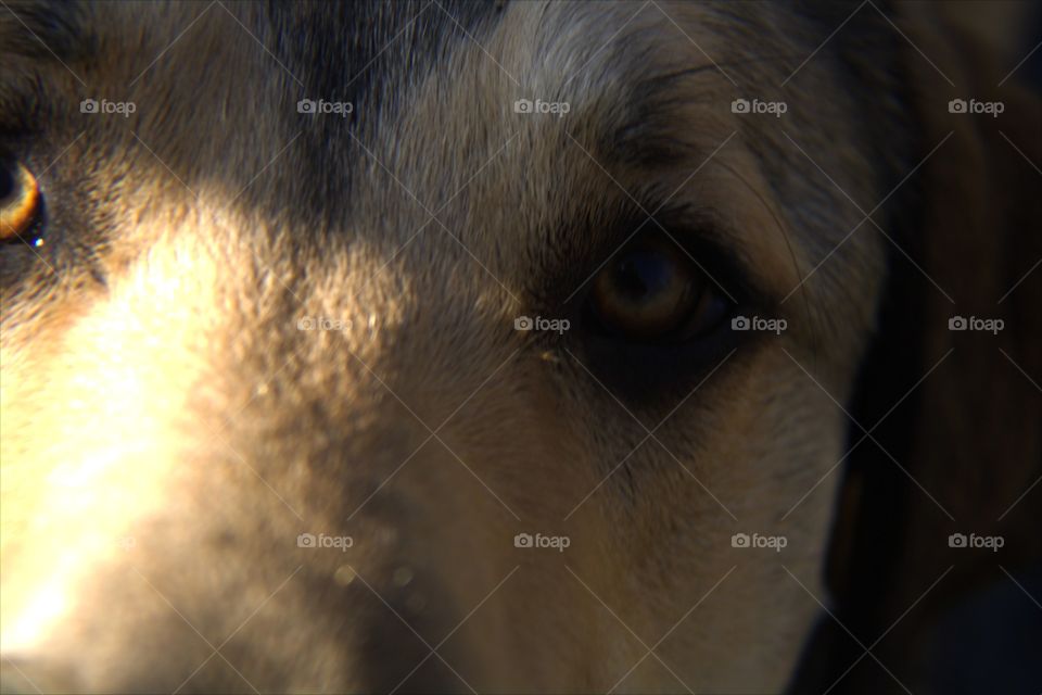 Great Pyrenees & Shepherd Mix Close-Up