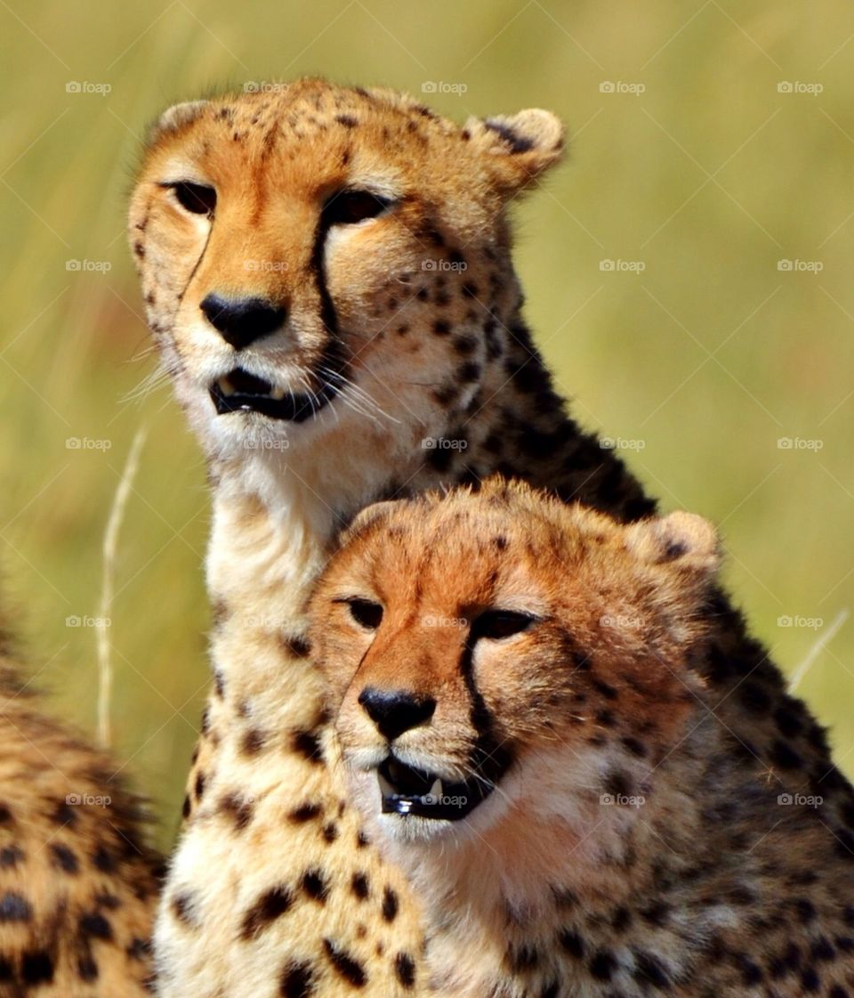 Mother Cheetah and Cub