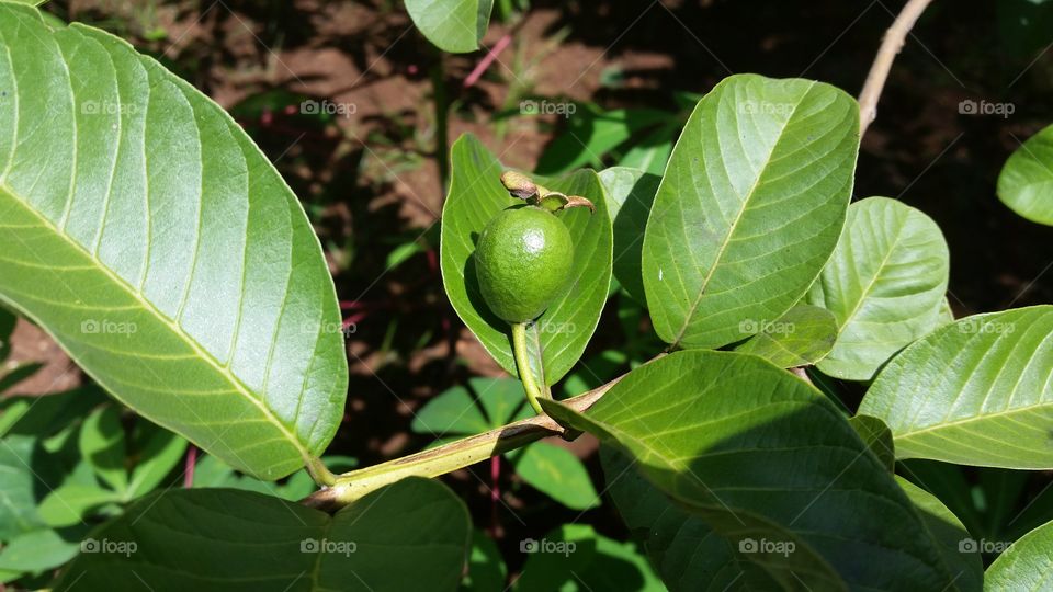 guava fruit