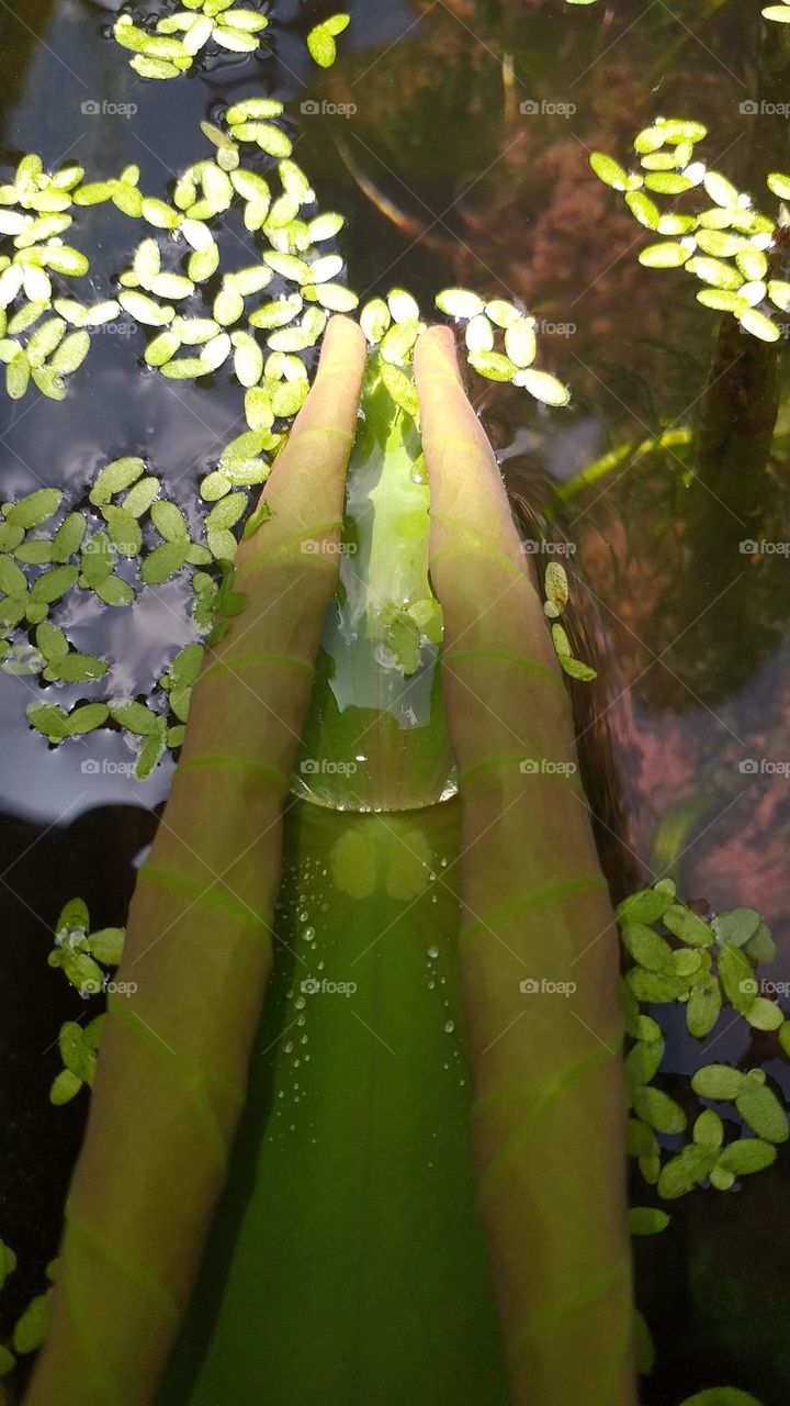 lotus leaf with sunlight