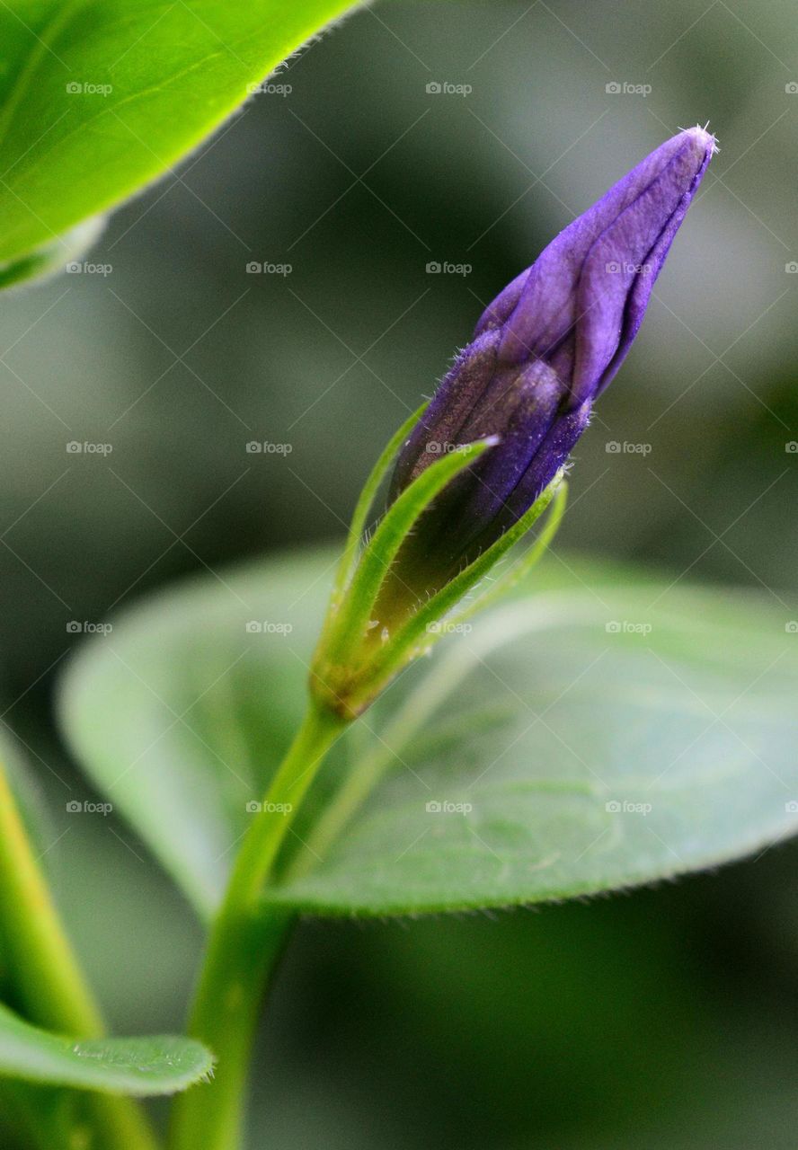 purple flower