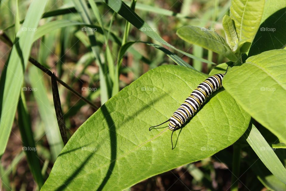 Monarch caterpillar on a leaf