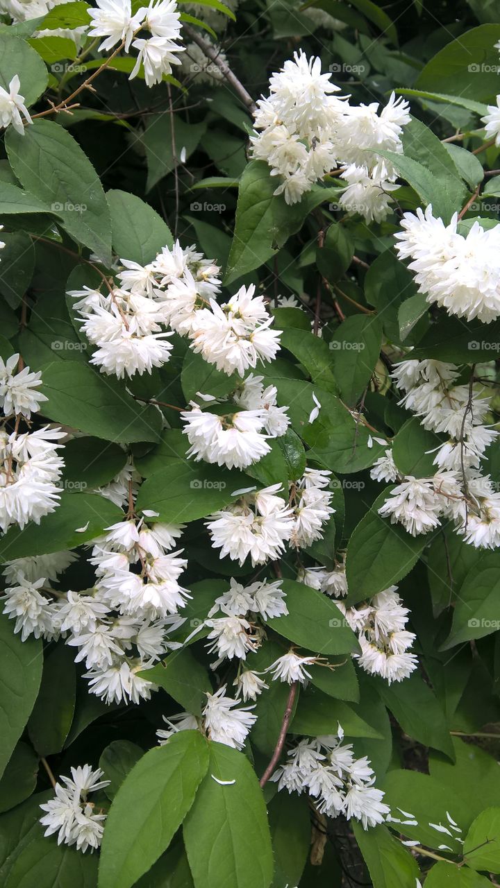 white flowers in the garden