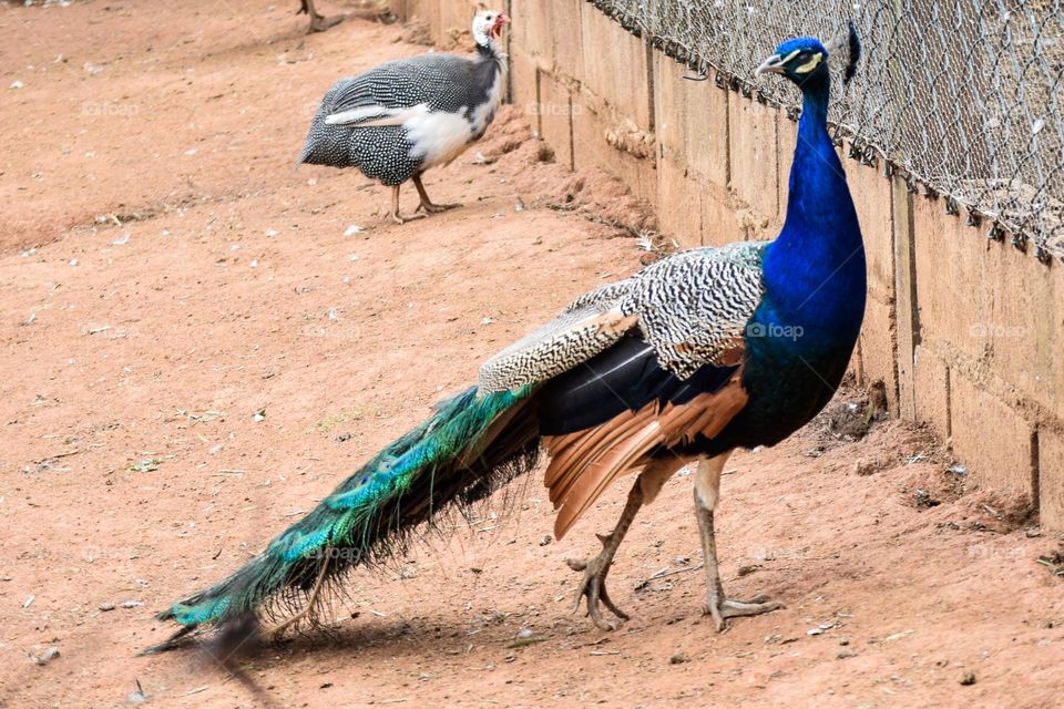 Peacock