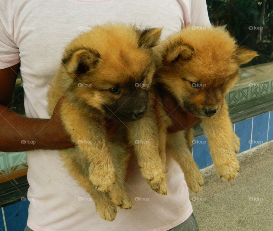 Two adorable Chow puppies. This photo was taken in Santiago de Cuba in the market place! The gentleman was trying to sell them!