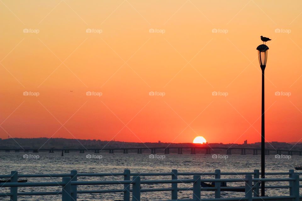 Sunset bird, pier, bridge, river 