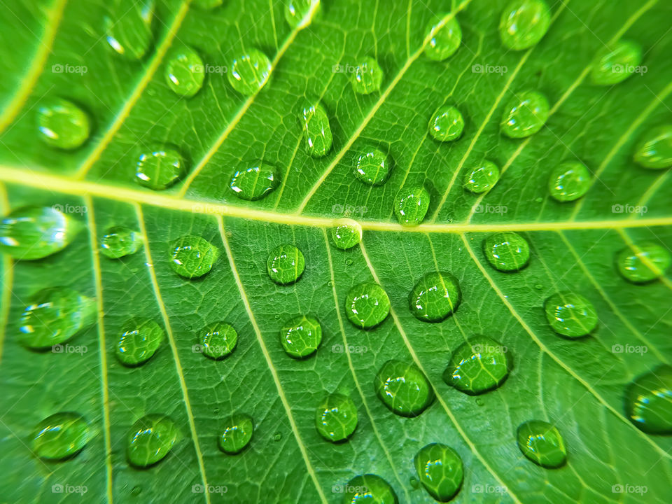 full frame shot of water drops on green bodhi leaves