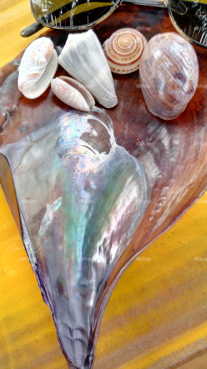 beautiful seashells reflection