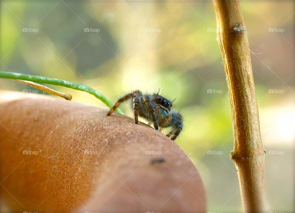 Bold jumping spider on flower pot