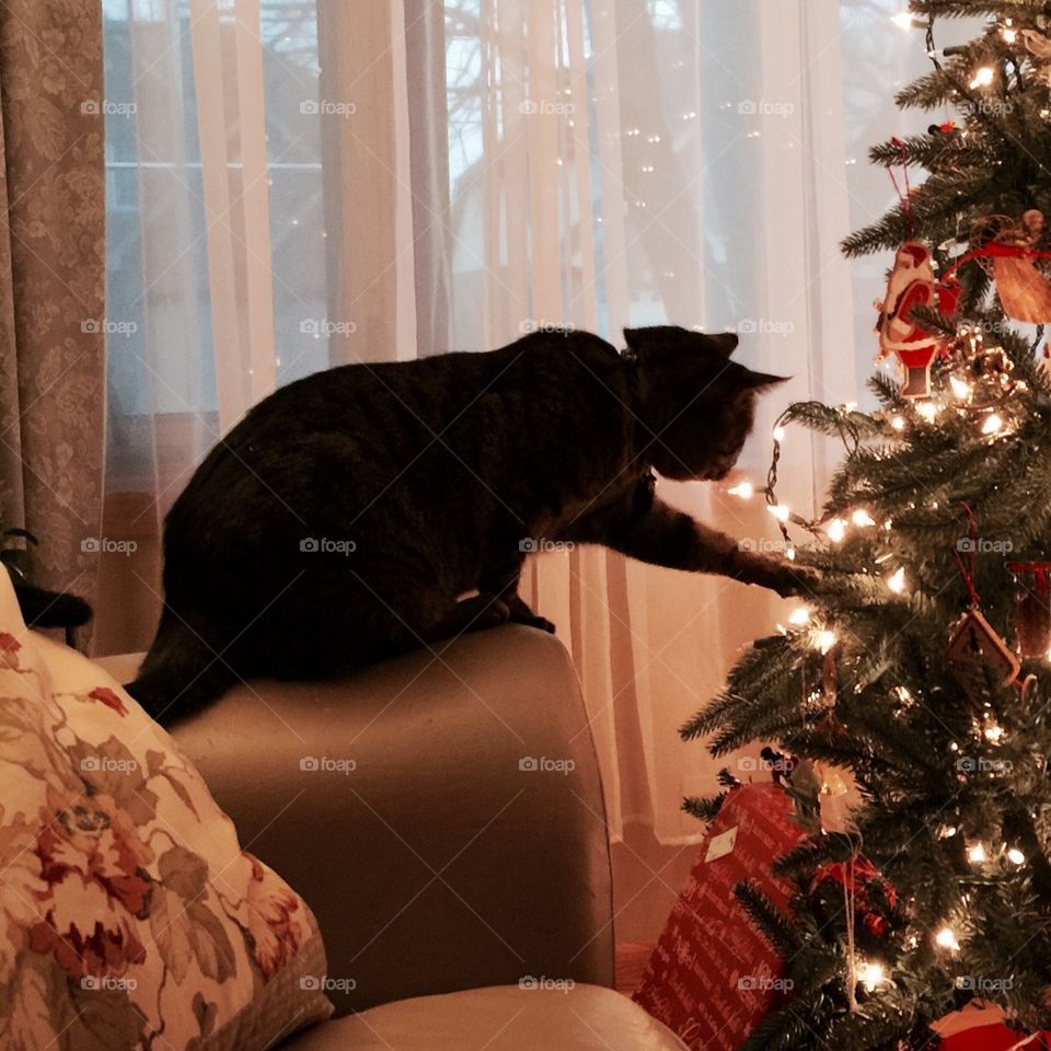The tree is mine. 