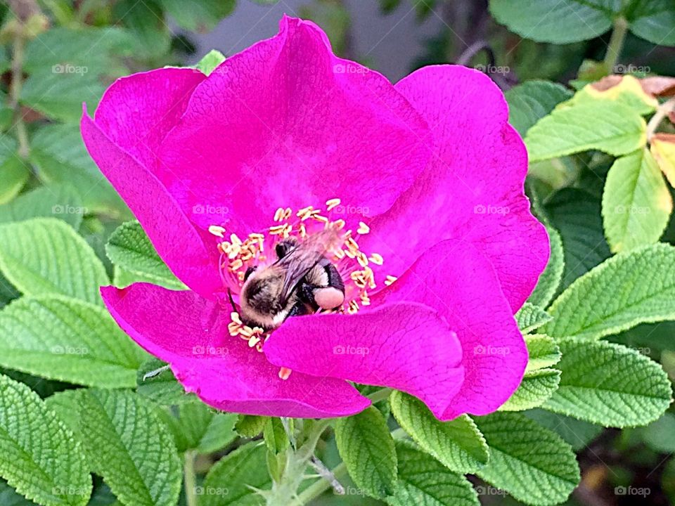 Bee pollinating on pink flower