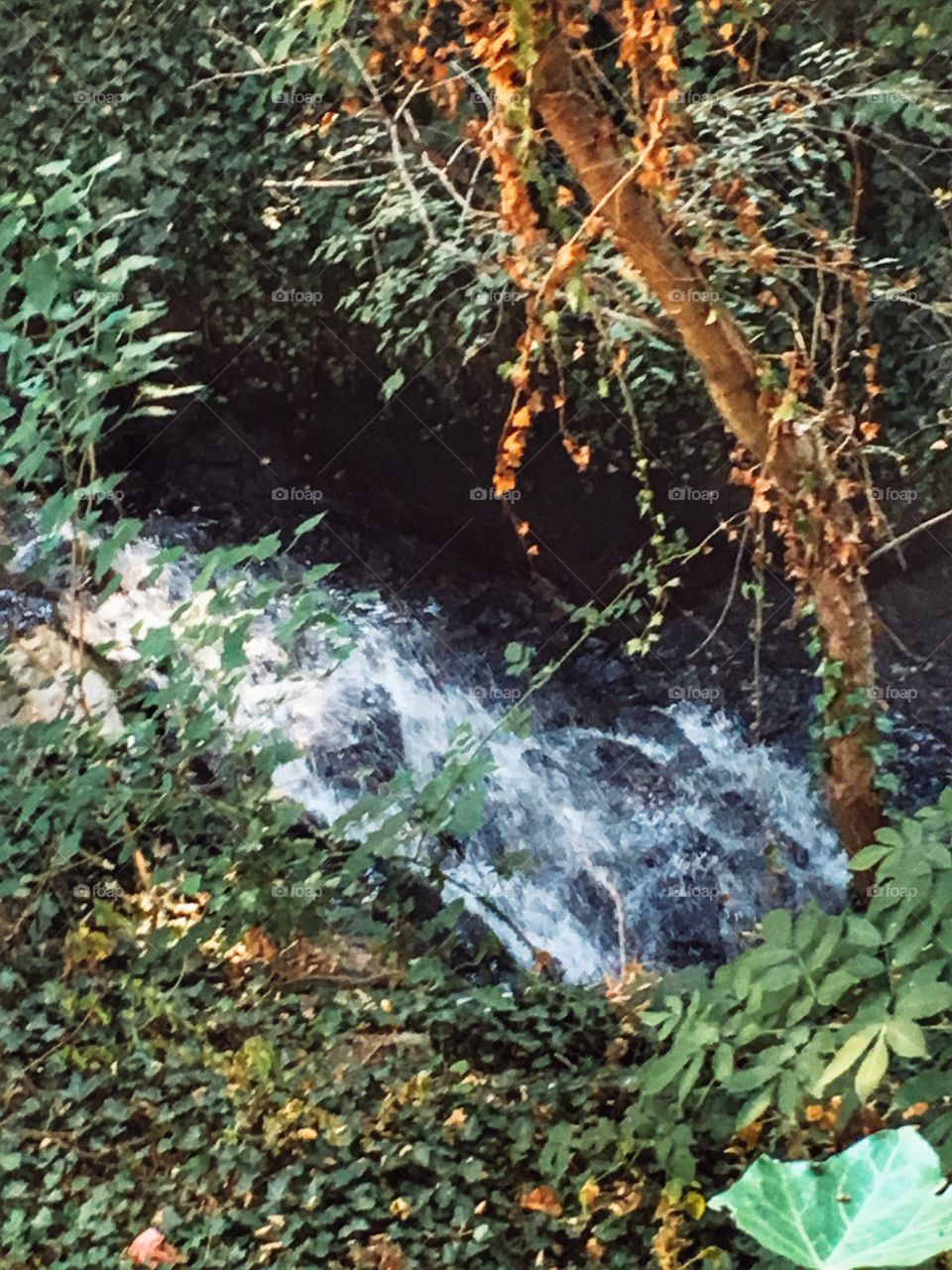 Water flow in the forest