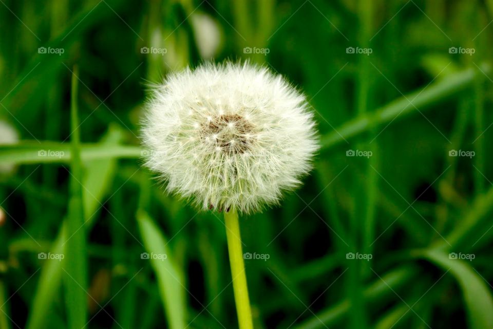 Grass, Flora, Summer, Growth, Nature