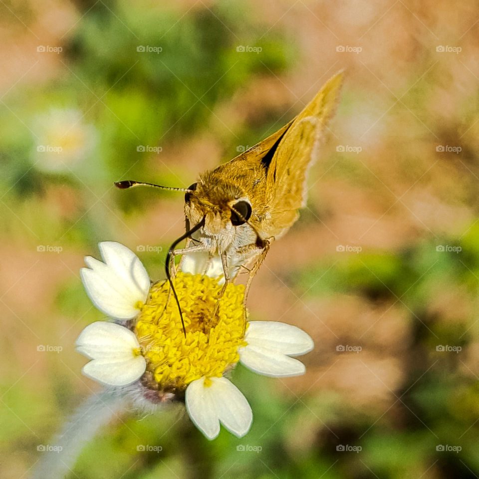 Macro Image of Insect: Polites vibex, also known as Swirl because it gets its name from the landing and take-off of adult flight patterns, a circular, vortex or whirlwind motion.