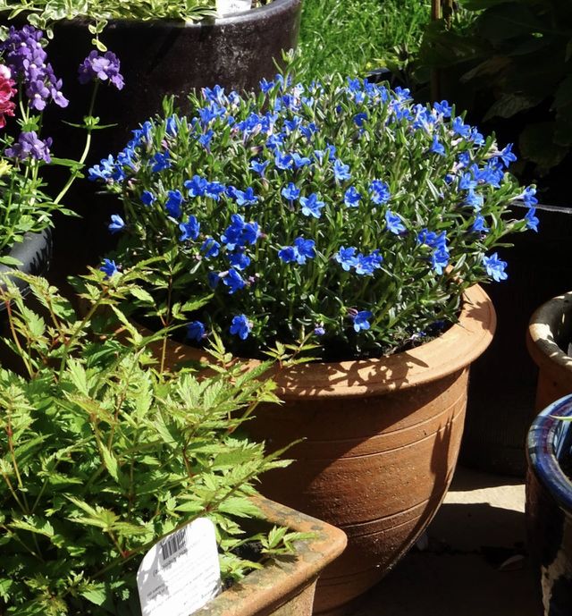 Patio garden