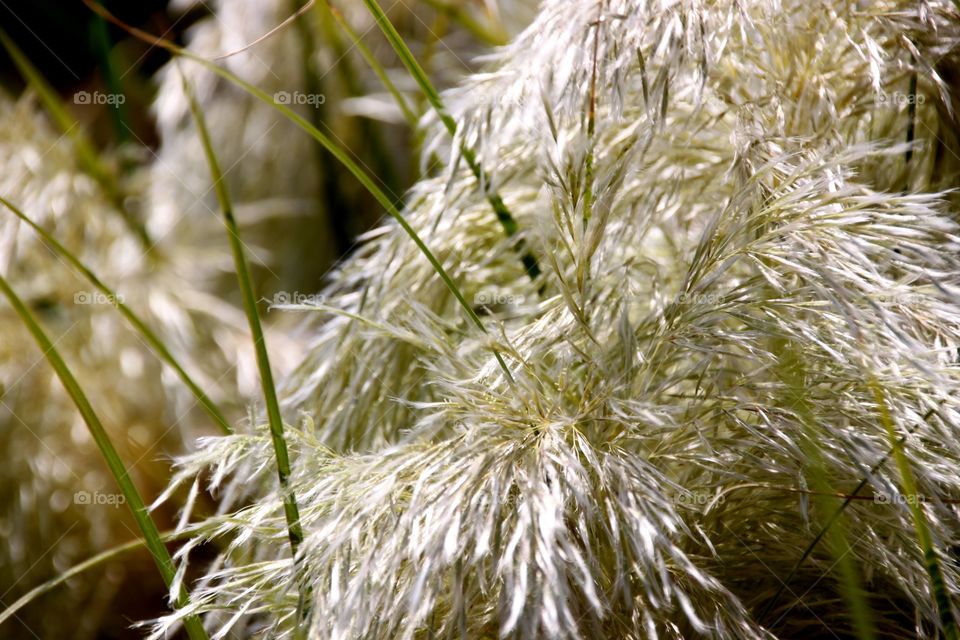 Feathery Grass