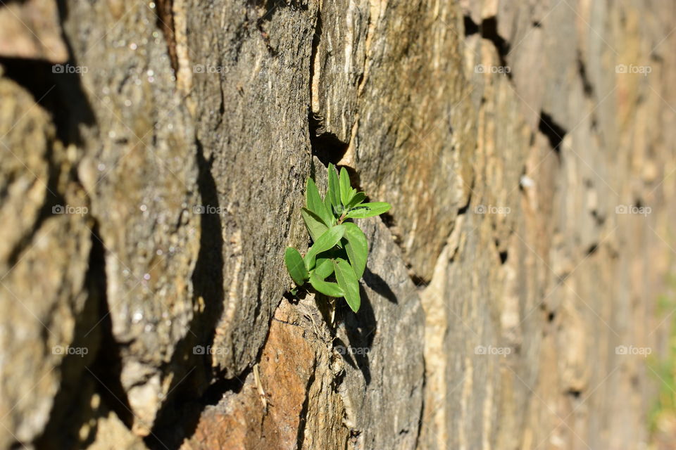 Plant grows between stones wall
