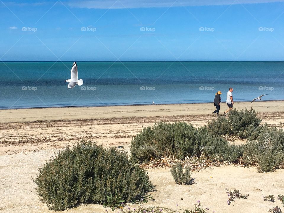 Senior couple walking on the beach Oceanside, while seagulls fly in foreground