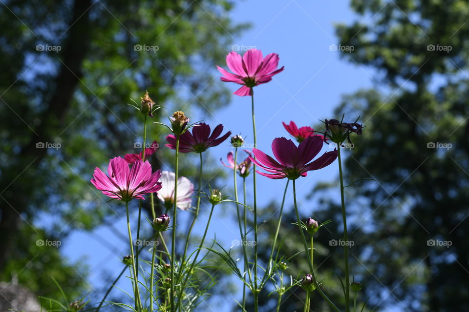 Flowers blooming in the summer sun