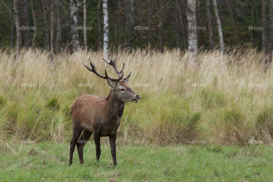 wild deer in the forest