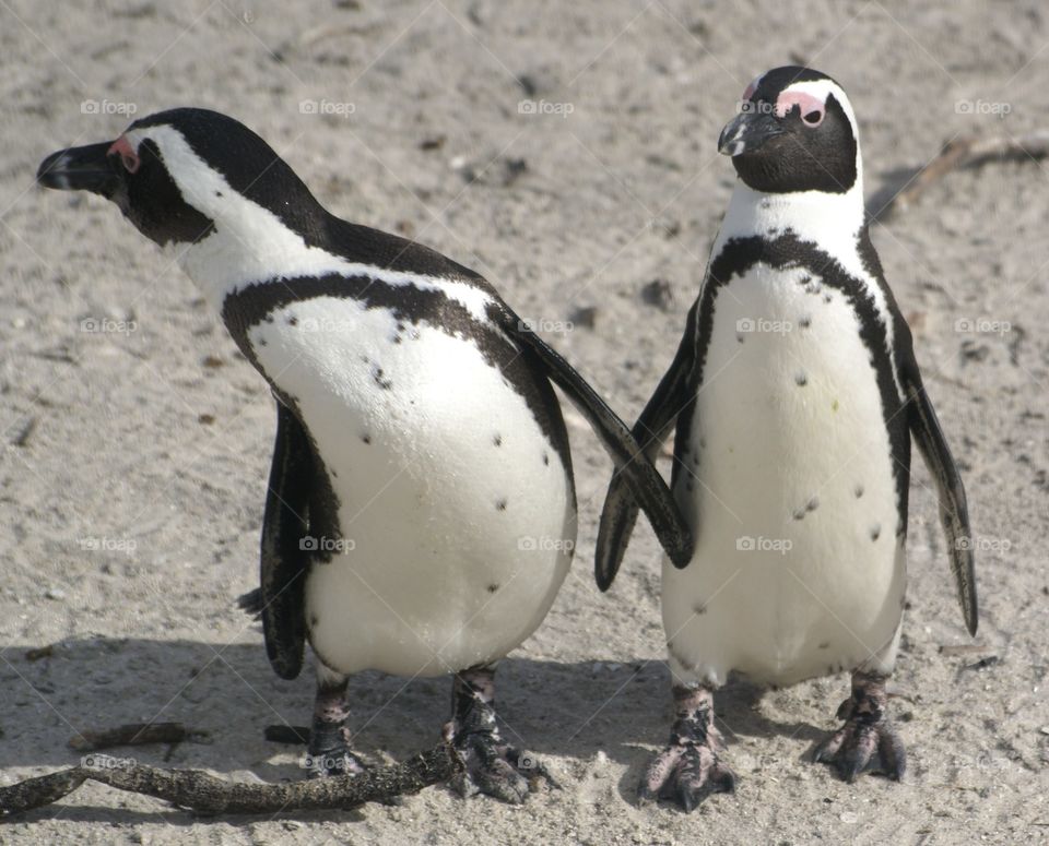 penguins