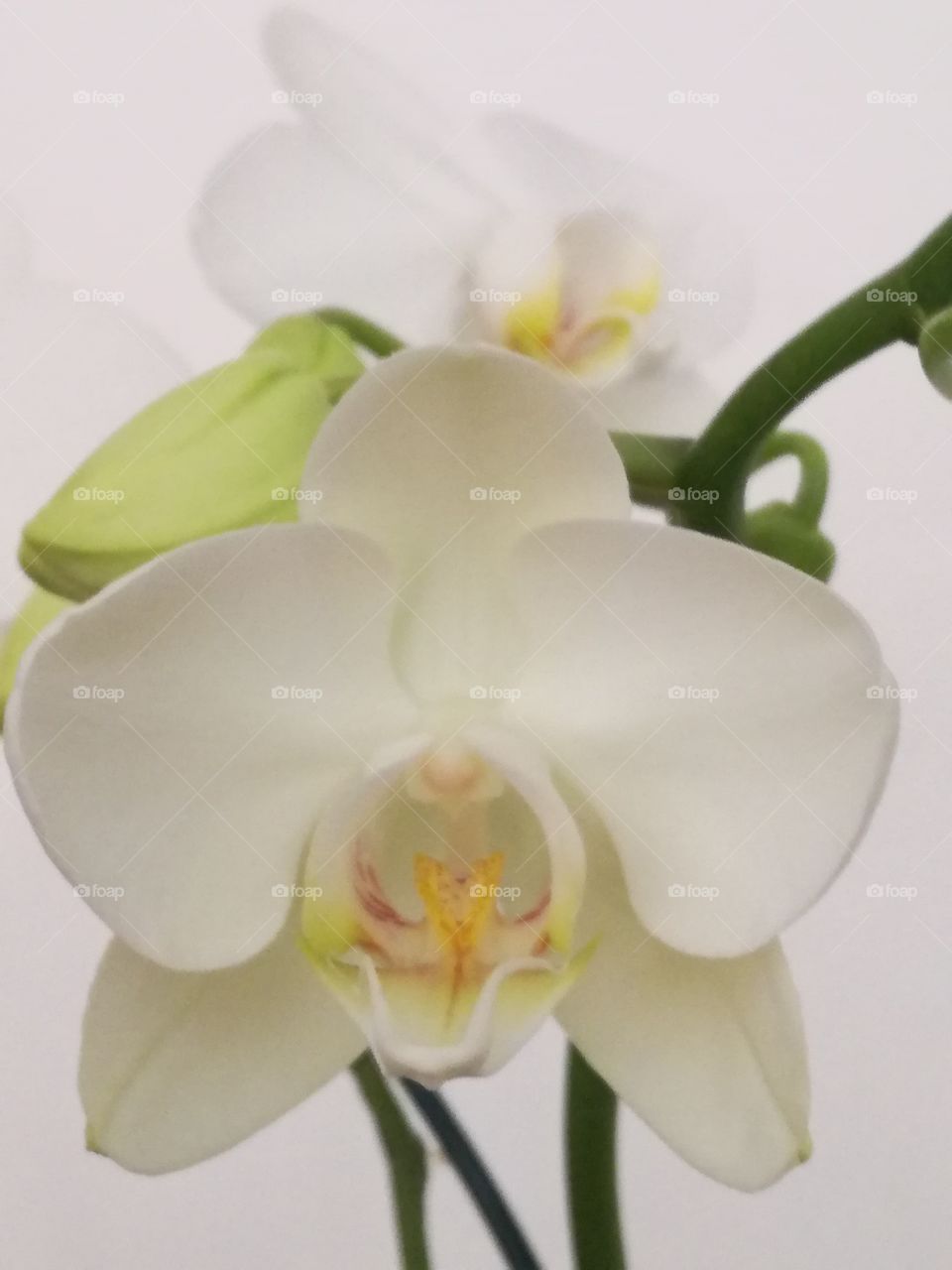 White orchid: wonderful