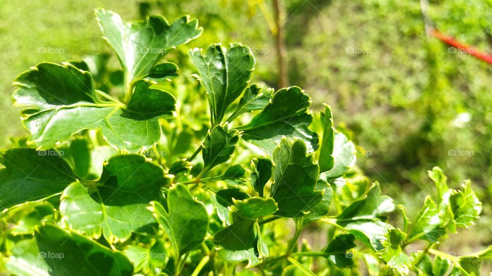 beautiful green leaves close shot captured in Fuvahmulah island Maldives