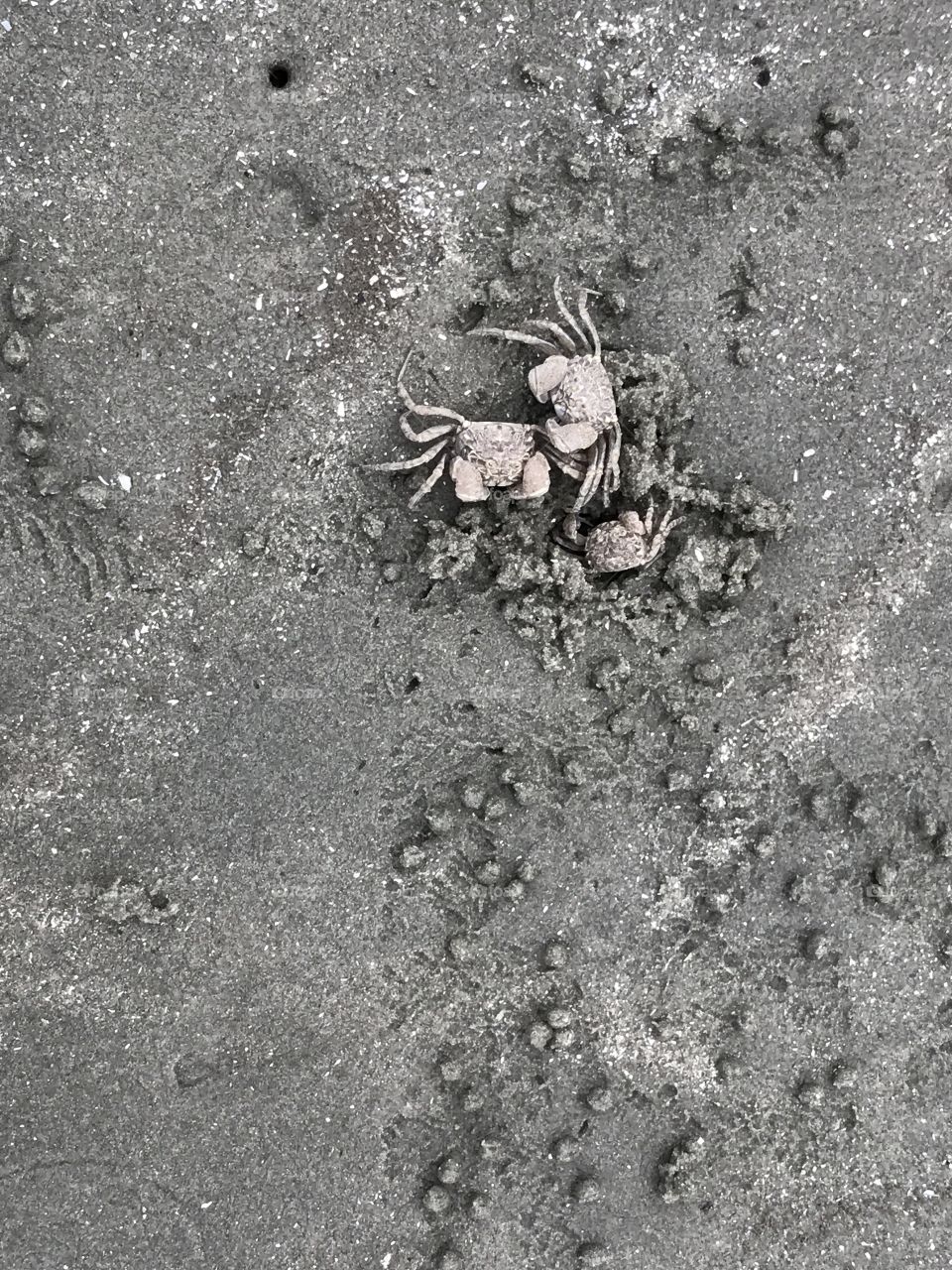 Three crabs are on the beach near a hole