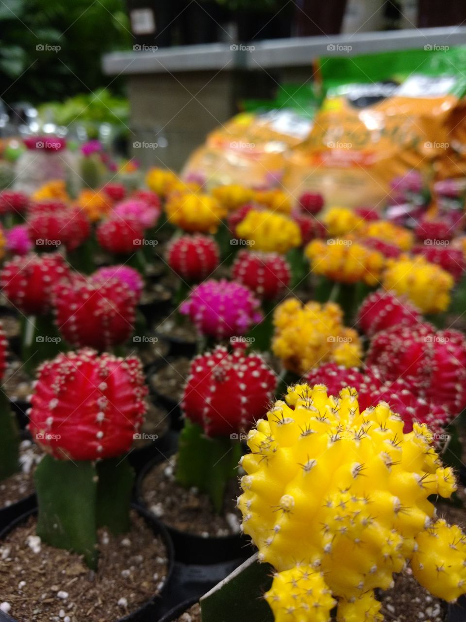 rainbow cacti