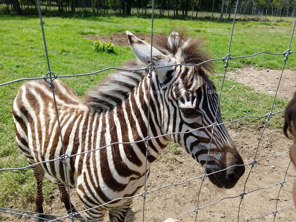 Baby Zebra